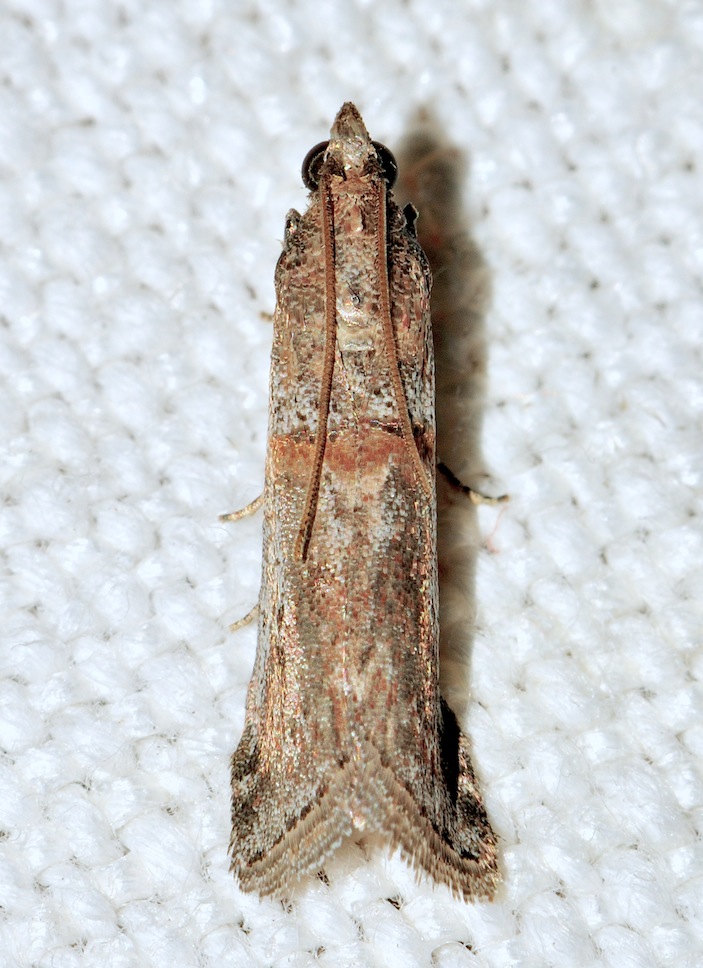 Pyralidae Phycitinae n 8